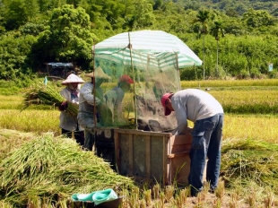 奇美村