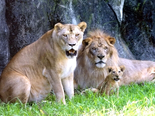 臺北市立動物園