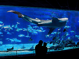 國立海洋生物博物館